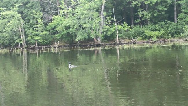Loon came by to check us out this morning