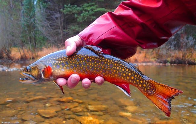 One beautiful fish! #Fishing #FinandField #MotherNature