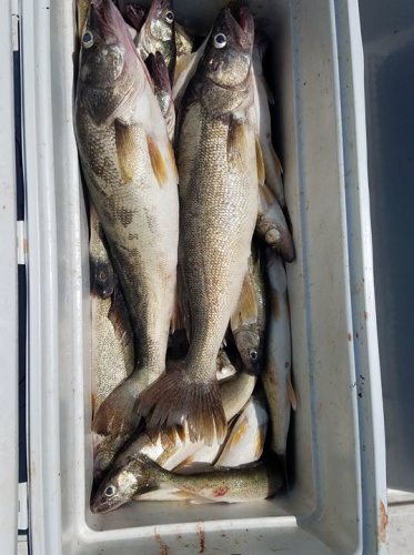 Levi Byler and his boys of Pa worked hard casting aboard the Foxy Lady today out of Vermilion.  We topped our catch off with a 29 and a 301/2"to make for a good day.