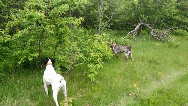 Jasper and Lilly on point. Can't wait till October to run them on grouse. Book your hunt now.