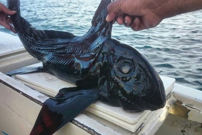 Name that....fish?....