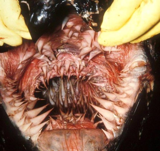 Have you ever seen a mouth like this? #FinandField #Adventure #MotherNature