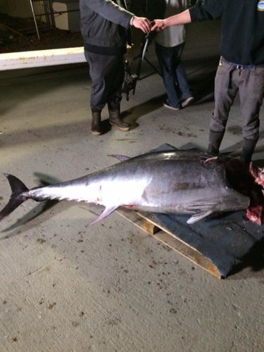 Foolish Pleasures Big Game Fishing puts another one on the deck in the Outer Banks. Wonder what the leader board looks like? 

#Fishing | #FoolishPleasures | #WickedTunaOBX | #NC | #OuterBanks | #Tuna | |#OceanCity | #MD | #FinandField