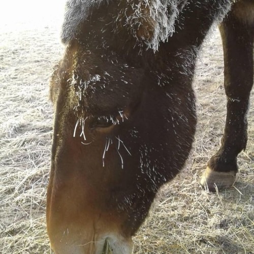 It got a little chilly last week, but hey it’s a small price to pay when you live in beautiful Montana. Sleigh rides still go on! Click https://bit.ly/34yg2cK to plan your own outing. Weather looks to be back in the 30s and 40s this week with a little snow.