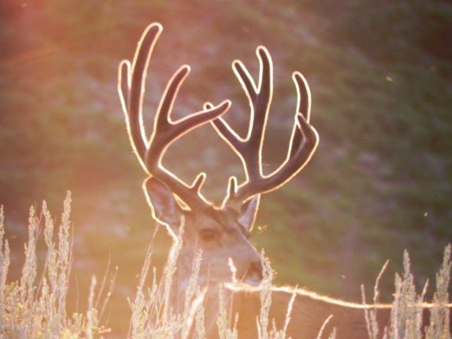 Getting excited yet......? Tag a friend who feels the same way you do when you see this photo!

GT Outfitters hunt the Book Cliffs, Rattlesnake, Nine Mile and San Rafael Units in Utah. They offer elk, deer, antelope, bighorn sheep, buffalo, cougar and bear hunts.