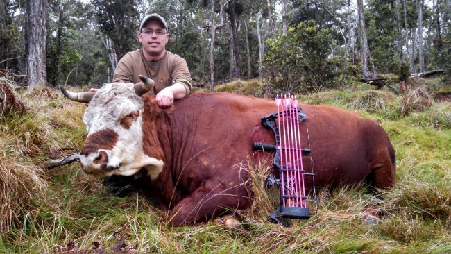 Different kind of bow hunting with Nahele Outfitters! Book your hunt at www.finandfield.com. #Hunting #Hawaii #FinandField