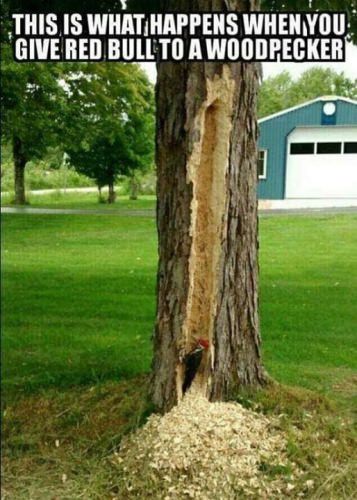 Finish all red bull before disposal!!