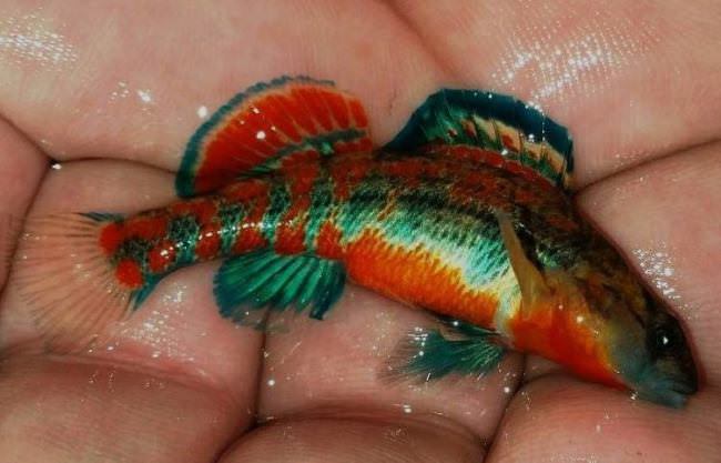 Adventure Trivia! Can anyone name this little guy and where he is found? #Adventure #DreamBig2016 #FindandBook #FinandField