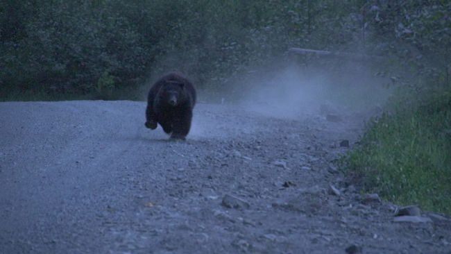 Black Bear charging! Would you stop to take a picture? #Adventure #FinandField