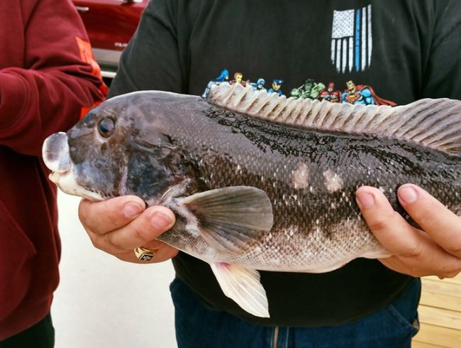 Great start to our summer 2019 season - get in on the action!  Book your charter with Captain Dave today, we still have a few charters left for memorial day weekend.

#tautog #fishing #bahiamarina #ocmd #fishtales #inshorecharters #flounder #rockfish
#charterfishing  #maryland #FloydFishes #Summertime #memories #familyfriendly