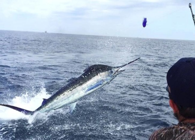 Rhonda Osprey's photo fishing report from Ocean City, MD. Bluefin, Yellowfin, Mahi, and Blue Marlin's. Including the largest Blue Marlin Capt. Joe has seen in 35 years of fishing! Call 877-610-9749 to book your charter today. #Fishing #FinandField #OC #Tuna #Marlin #Adventure
