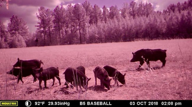The hogs are ready for you! #redblufflodge #schoghunting @ Red Bluff Lodge