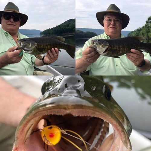 Popper bite has been red hot !! #smalliesonthefly #susqguide #keystonesmallies #scientificanglers #hollyflies