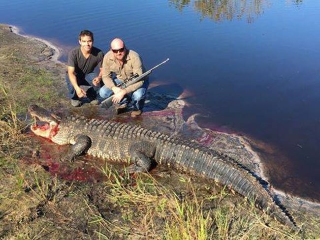Gator hunting in Florida looks great. Check out Florida Gator Hunting / Get Bit Outdoors or give them a call 855-977-6502. 

#Gator | #Turkey | #Hog | #Hunting | #BookATrip | #FinandField