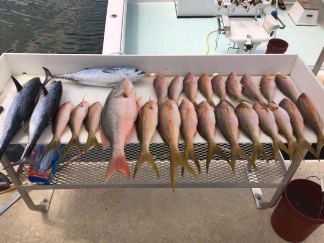 Southpaw Fishing Key West is reporting that fishing is good. Why chose between mahi offshore and snapper on the reef. Do BOTH!

http://bit.ly/2nk7DSB

Fly Navarro | #FlyZoneAdventureSeries | #Endorsed | #Fishing | Florida