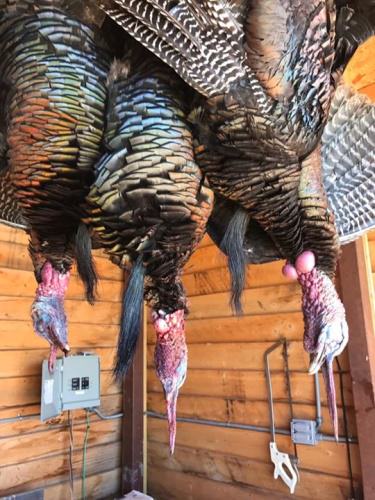 Red River Valley Outfitters had a 100% success rate on toms this year. Get on the schedule for next year or check out their deer, hog, dove, and quail hunts! - 855-649-8061

http://bit.ly/2bNq2Wg

Papa's Pilar | #NeverASpectator | #Hunting | #Adventure | #FinAndField
