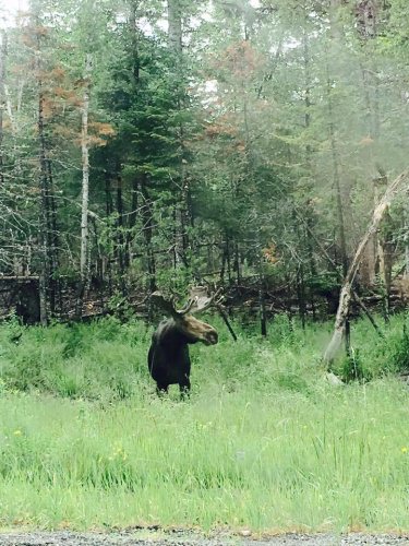 Looking to book a Maine hunt? Visit www.finandfield.com  .  #DreamBig2016 #Hunting #Maine #FinandField