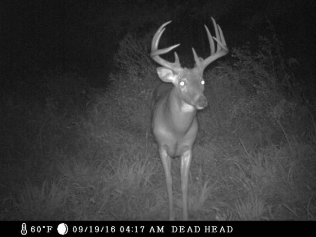 Here's a trail cam teaser from the camera in Missouri!!! Terry has to go through 5k + pictures 😱