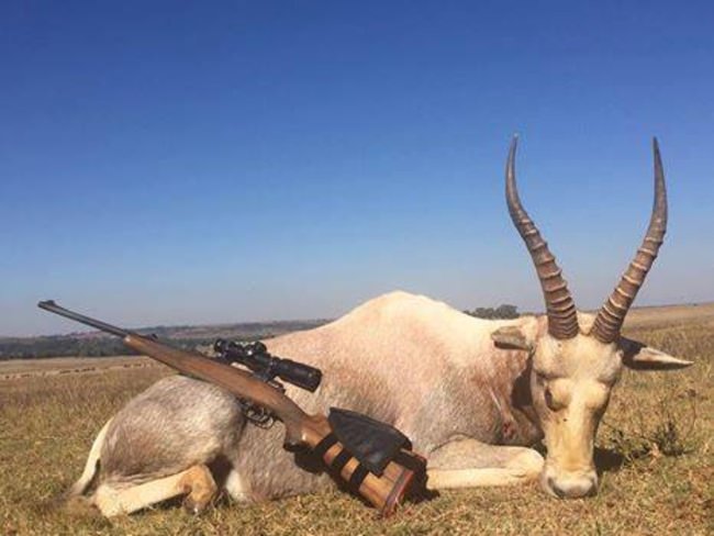 A hunter on a trip with Big Game Hunting Adventures just took this incredible white blesbok, expected to take SCI Gold. Big Game Hunting Adventures knows their stuff and has regularly scheduled hunts in Washington's Quinault Indian Reservation, the Cassiar Mountains of British Columbia, and South Africa.

855-980-5295

#Hunting | #Safari | #Adventure | #Bear | #Caribou | #Moose | #MountainGoat | #Antelope | #Blesbok | #CapeBuffalo