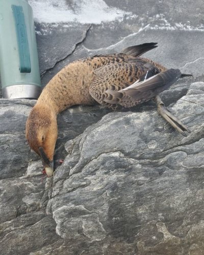 Great day on the ocean today. Landy got this banded hen. She was banded in 2011 in Quebec she was born before 2010. #drakealanticflywaynorth #drakewaterfowl #eider #seaduckhunting #maineguide #maineduckhunting #ducksunlimited