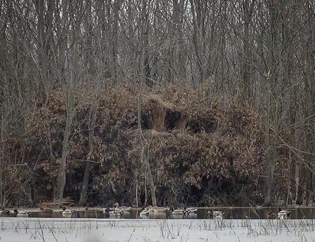 How big is your duck blind? #DreamBig2016 #Hunting #Ducks #Adventure #DuckCommander #FinandField