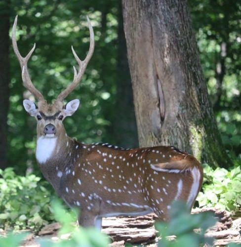 Contact Wilderness Hunting Lodge to book a hunt for beautiful axis deer just like this!

http://bit.ly/2ozuXj4

Tennessee | #Hunting | #Adventure | #AdventureOfaLifetime