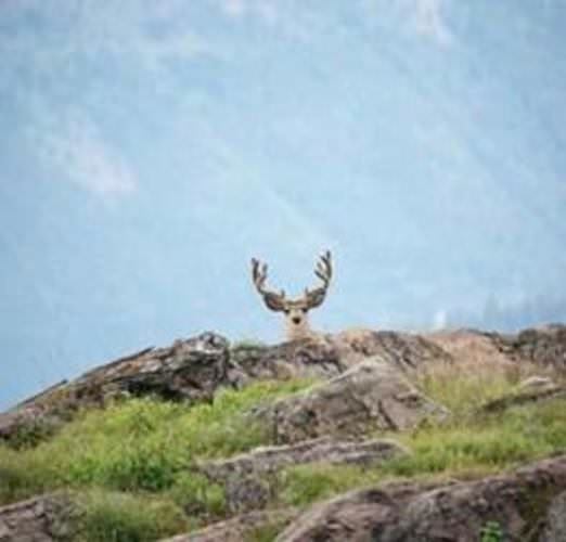Big country with big bucks! #DreamBig2016 #FindYourNextAdventure #FinandField