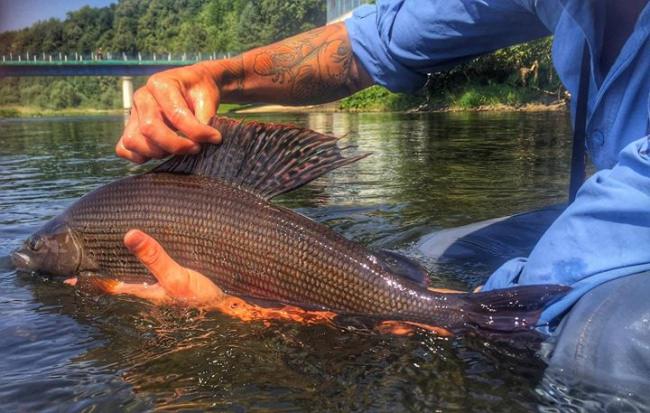 It’s always great to watch a grayling eat a dry fly but even better when it turns out to be a monster like this one caught in Poland by Simms fan, Dani Garcia #simmsfishing