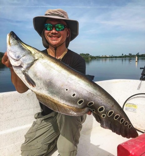 South Florida Fishing Report - Super nice Clown for the angler fishing with South Florida Bass Charters. #Bass #Clown #Fishing #FinandField