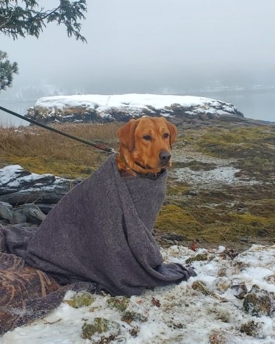 Dexter working hard today. #drakealanticflywaynorth #drakewaterfowl  #maineguide #ducksunlimited #duckhunting #duckdog #maineduckhunting #cornerstonegundogacademy #tanglefree