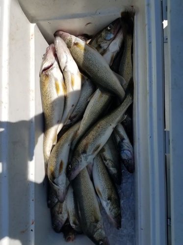 Joe Kriner group had a slow start this morning but the walleye finally came to life and they finished strong with a couple of perch as a bonus. They were casting aboard the Foxy Lady out of Vermilion.  Good job guys, see you next year.