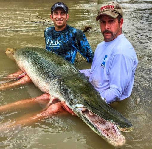 200 lbs Alligator Gar. #Fishing #Huk #FinandField