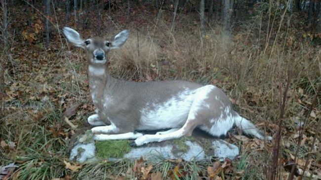 Mander's Taxidermy is who we trust and use with all our mounts. Jeff and Loretta are some of the best people you will meet. They can also handle your processing needs Palmers Meat Processing located right down from the shop.