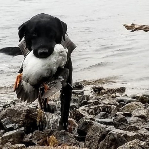 Some pictures of the dogs from the past week of hunting. #drakealanticflywaynorth #drakewaterfowl #drake #ducksunlimited #diverduckhunting #duckdog #gundog #noreastergamecalls #labradorretriever #labrador #cornerstonegundogacademy #maineguide