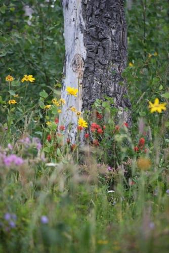 All of our trips focus on “seeing” Yellowstone! From #photography to #flyfishing to #scenicviews and #wildlifewatching— maybe even relaxing and soaking in a hot spring: check us out— enjoy the backcountry few see.