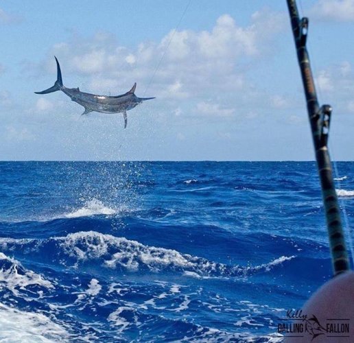 Fishing Friday!  PC:@kelldallfall #BigAirMarlin #Wow #Adventure #Fishing #FinandField