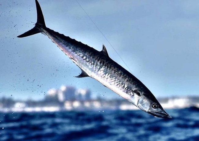 When you fish with Fly you never know what sights you will see, but there will be adventure involved and you will see some amazing things. If you win the Fly Zone Fishing Giveaway (http://bit.ly/2wvB6S8) you will be fishing with Fly Navarro and the famous Capt. Ray Rosher! You also get:

-2 days of Fishing with Fly and the famous Captain Ray on the Miss Britt in Miami
-$1,000 in Grundéns Gear
-$1,000 Travel Credit

Fly Navarro | Grundéns | Miss Britt Charters | Miami, Florida | #OffshoreFishing | #CrazyCuban | #Sailfish | #Dolphin | #Mahi | #Dorado