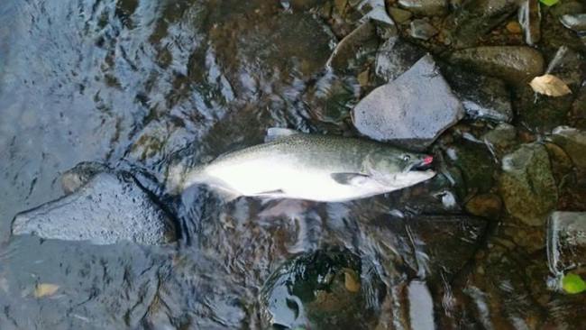 Douglaston Salmon Run is excited to announce the first salmon of the season was caught last week! Time to make your reservations, this fall is going to be good! http://bit.ly/2lXzonk