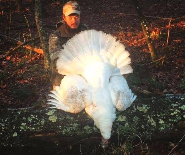 What do you think of this opening day white turkey? Jacob used a Remington Arms Company 870 from 30 yards to take down the 18 lbs bird. Was not albino because it had black 9 inch beard. #hunting #turkey #nc #remington #adventure #finandfield