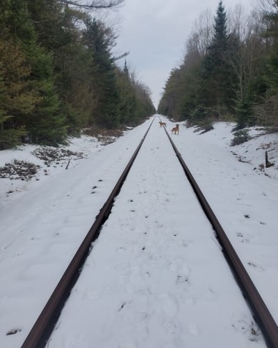 Great day Jass goes on point Roxy comes running towards him I give her a whoa she stops i try to get phone to get picture she realizes where grouse is and flushes it. We are starting to put pieces together  #projectupland #grousedogs #ruffgrouse #viszla #upland #navhda