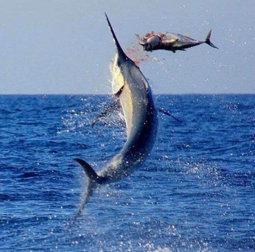 Dinner Time! Life on the rip can be pretty interesting. 
#Fishing #FinandField