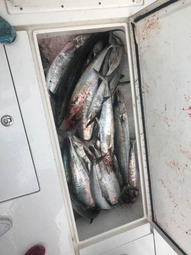 Slob City Charters is slaying the kings. If you want to change it up you can also try for some cobia or mahi. Whatever you chose...fishing is GOOD right now. Check them out!

http://bit.ly/2q6vBoB

BlacktipH | #BlacktipHAdventureSeries | #Endorsed | #Fishing | #FinAndField