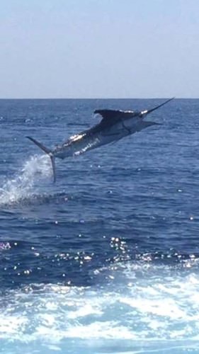 Who wants to go fishing? Fish ON! Pure adrenaline rush down in Costa Rica for angler Doug Shenk. Get hooked up with one of Fin & Field top Captains and make some memories in 2017!

#FinandField | #BookATrip | #FishTale | #Fishing | #CostaRica