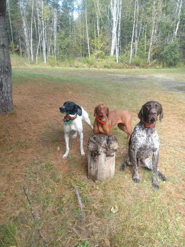 Got three grouse this morning. See lots of birds and shooting a little better today