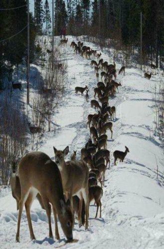 "Didn't see a deer today"