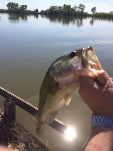 Sometimes it pays to keep a rod in the car.  You never know what you'll run across when you drop your kids at practice.