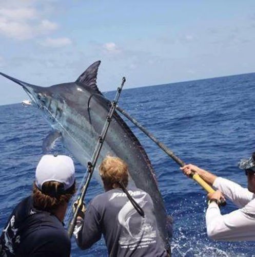 Let's Go Fishing Friday! Book a fishing trip at www.finandfield.com. 

#LGFF | #Fishing | #BookATrip | #Charters | #FinandField