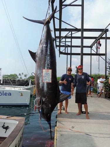 Kona is on fire! 2 Granders in 8 days. This one is 1309lbs - 12th Largest ever caught in Hawaiian Waters.  5th Grander weighed in Kona this year and they still have 4 more months of fishing left! #Fishing #Hawaii #Kona #Grander #FinandField