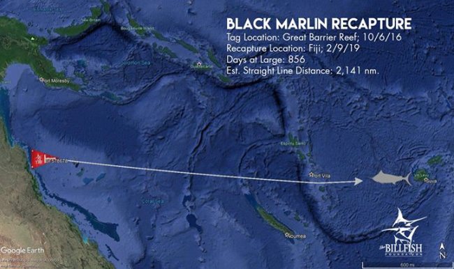 Rare Black Marlin recapture. Great stuff from The Billfish Foundation. #TagandRelease #TBF #Fishing #FinandField