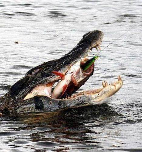 The adventure of fishing! Wonder what this unlucky angler said when this happened? #BookATrip #FnF #Fishing #Adventure #DreamBig2016